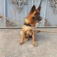 سگ ژرمن
