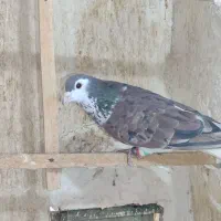 گم کردم دیشب ابناروجلتم بودن به قیمت بالا میخوام|حیوانات|سبزوار, کوی گلستان|دیوار