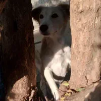 واگذاری رایگان سگ|سگ|آمل, |دیوار