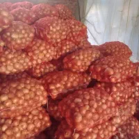 ۲۰ تن پیاز زرد