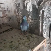 دوتا پلاکی هنوز یکی الا دوتا دیگه تا سر بندهوای|پرنده|مرودشت, کناره|دیوار