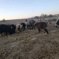 فروش ۵ عدد بره بیشتر نر