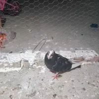 کفتر‌تک‌بال