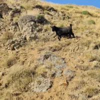 فروش دام زنده.بازدید در محل . اوگانیک|حیوانات مزرعه|کرج, باغستان|دیوار