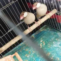 فروش فنچ شکلاتی مولد