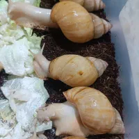 حلزون آچاتینا