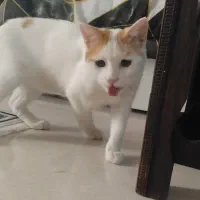 واگذاری گربه