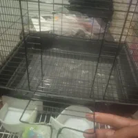 ی قفس چوچه پران وی قفس عروس هلندی بدونه وسایل|لوازم جانبی حیوانات|شاهین دژ, |دیوار