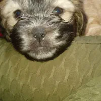 توله شیتزو|سگ|مسجد سلیمان, |دیوار