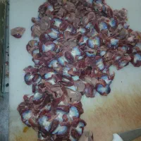 سنگدان درشت قرمز درجه