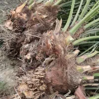 پاجوش نخل|گل و گیاه طبیعی|رودان, |دیوار
