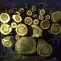 خرید و فروش انواع چوب