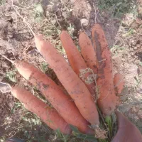 محصول کاشتن