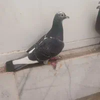کبوتر پلاکی