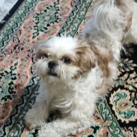 سگ دوست داشتنی به خانواده خوب واگذار میشه