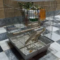 قفس پرنده