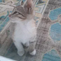 واگذاری گربه فوری