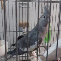 عروس هلندی .طوطی برزیلی ابی .مرغ عشق سبز|پرنده|نسیمشهر, |دیوار