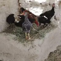 ده تا جوجه محلی