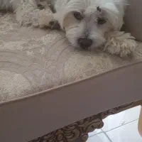 سگ پاپی گمشده