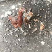 فروش مرغ و خروس زینتی وکاکولی