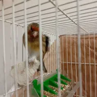 سهره قناری مستخون وکرمونی