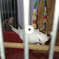 پرورش خانگی عروس هلندی درجه یک|پرنده|پیشوا, |دیوار