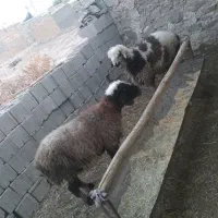 بره نر|حیوانات مزرعه|لنده, |دیوار