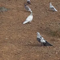 یک لانه کبوتراوچوم ساعتی