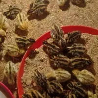 اردک یک روز