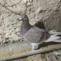 قورگی فروشی