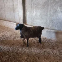 قوچ و بره قوچ رومانف ۱۰۰ درصد|حیوانات مزرعه|مهدی شهر, |دیوار