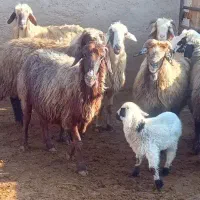 میش|حیوانات مزرعه|مرودشت, کناره|دیوار