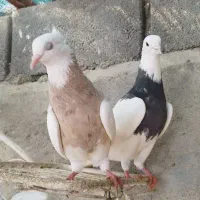 کبوتر طوق آجری