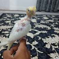 عروس رام دستی