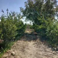 فروش باغ در شهریار (اسکمان)