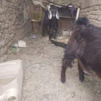 کهر ه نر|حیوانات مزرعه|زاهدان, |دیوار