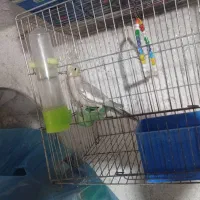 عروس هلندی|پرنده|تبریز, |دیوار