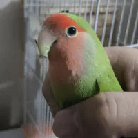 طوطی برزیلی ماده