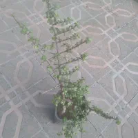 گل و گیاه طبیعی|گل و گیاه طبیعی|سلمانشهر, |دیوار