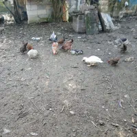 مرغ و خروس محلی سالم و سرحال