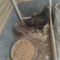 خروس ویادونت