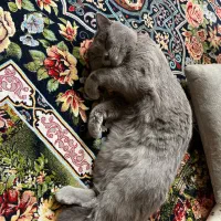 گربه بریتیش نر|گربه|فولادشهر, مسکن مهر فولادشهر|دیوار