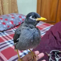 مرغ مینا ماده 5ماهه