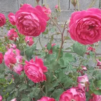 باغبانی ونگهداری باغچها خونگی ویلا