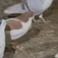 آیدی سرخ گم شده لطفا هر کی گرفته زنگ بزنه|حیوانات|نیشابور, شهرک بهارستان|دیوار