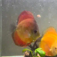 دیسکس خانگی ۴ تا