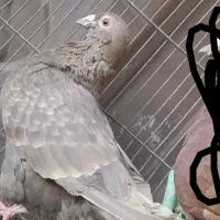 ماده دورگ قهوه ای