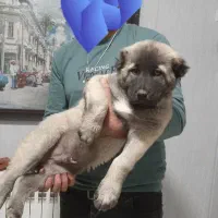 توله سرابی اصیل