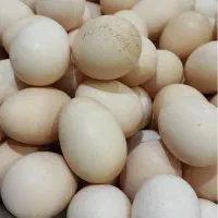 تخم مرغ محلی